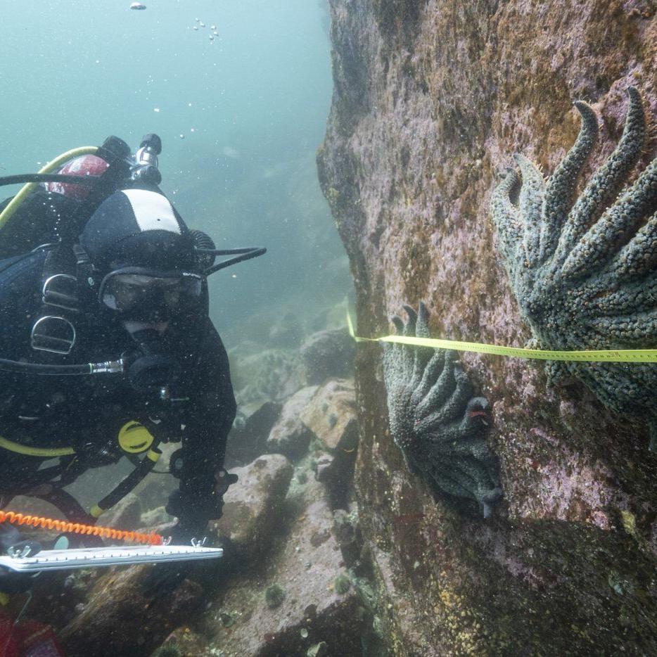 Scientists say they have solved the mystery of what killed more than 5 billion sea stars